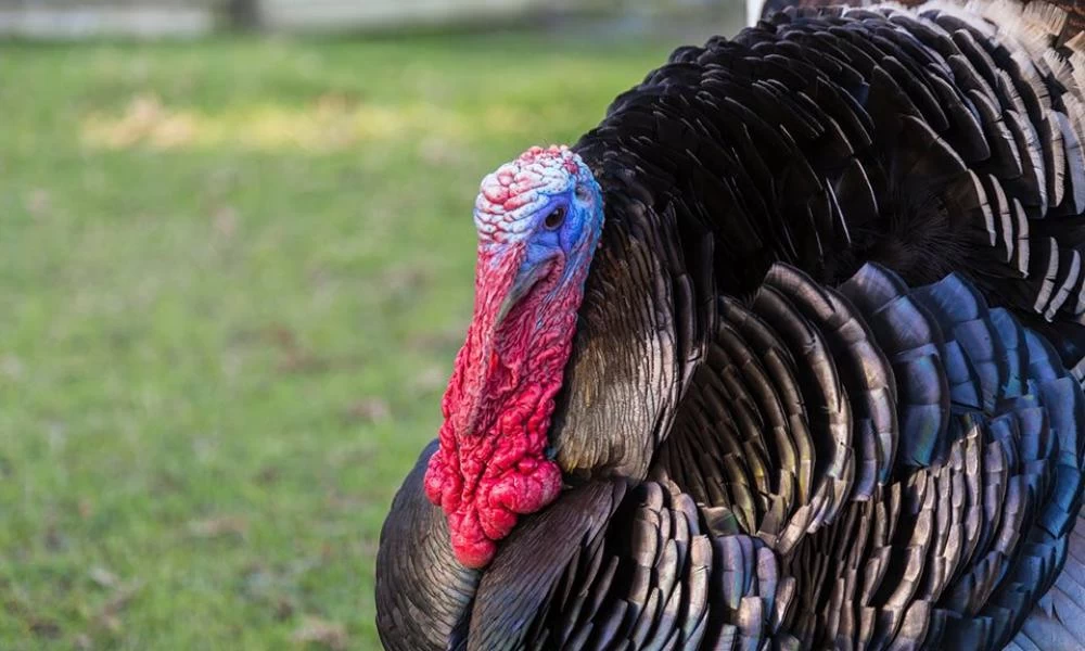Λετονία: Έκλεψαν γαλοπούλα και την ανάγκασαν να πιει βότκα